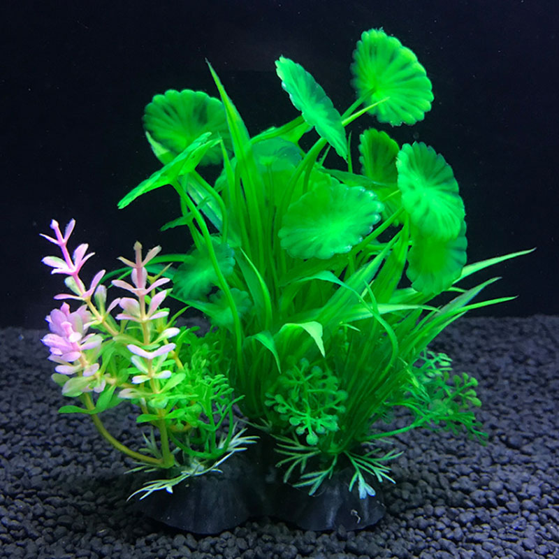 Aquarium decoration a variety  - Aquarium Plant Varieties 评论和价格