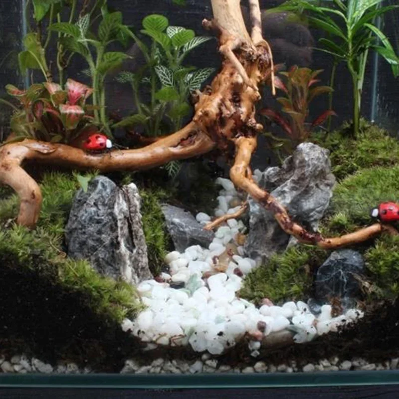 Natural Tree Trunk Driftwood A - Aquarium Plant Design 评论和价格