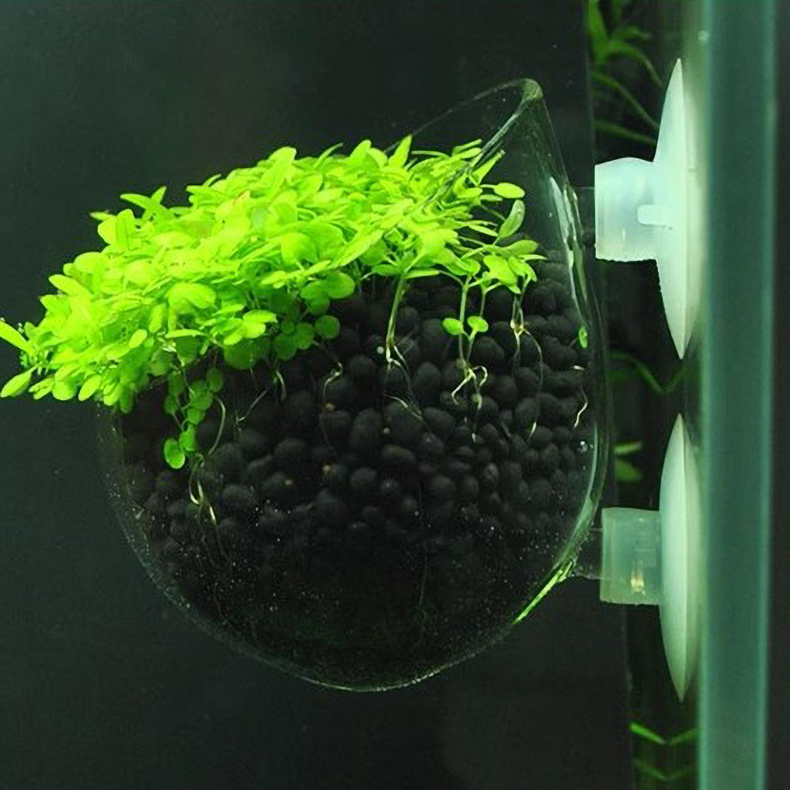 Aquarium Plant Holder Glass Aq - Aquarium Plant Design 评论和价格