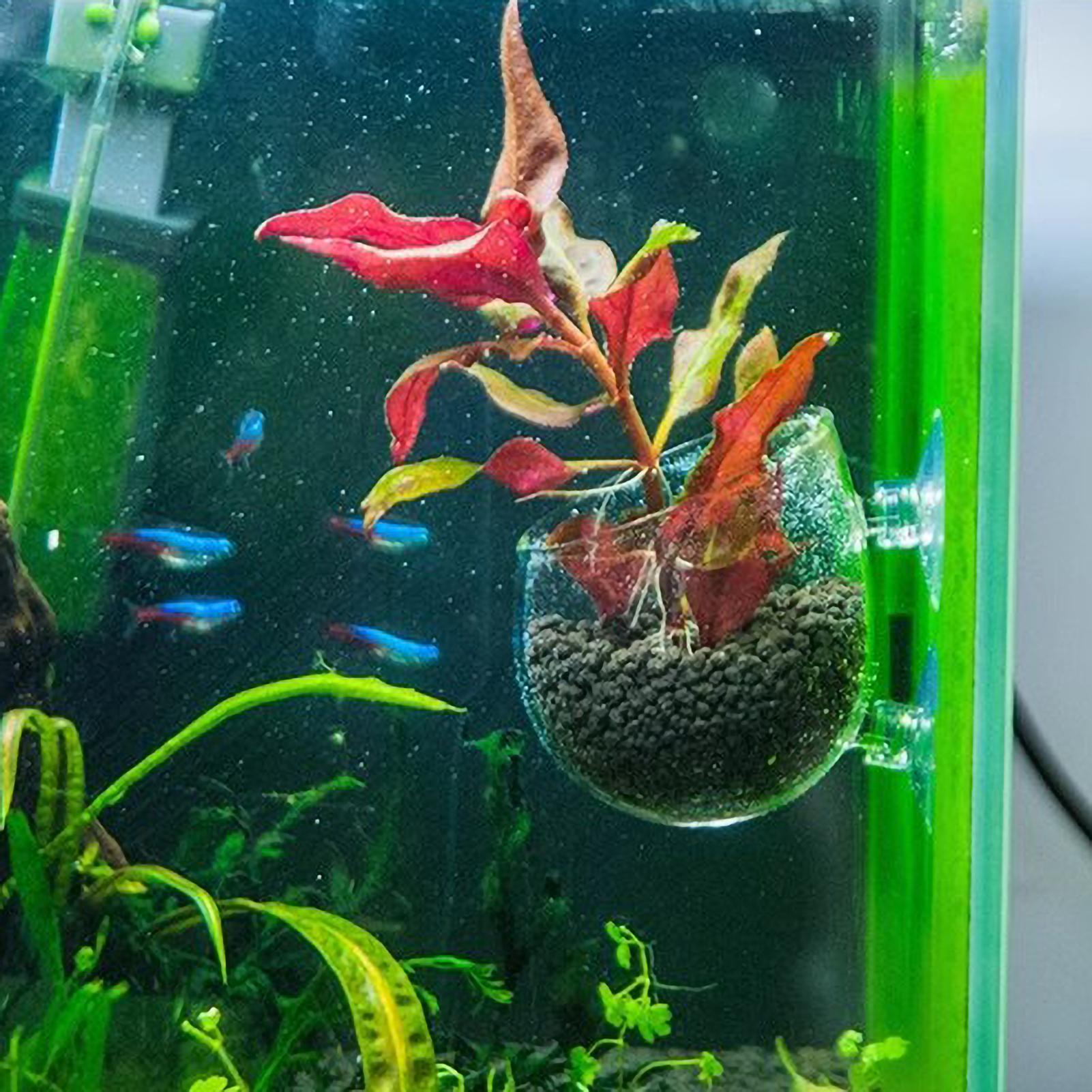 Aquarium Plant Holder Glass Aq - Aquarium Plant Design 评论和价格