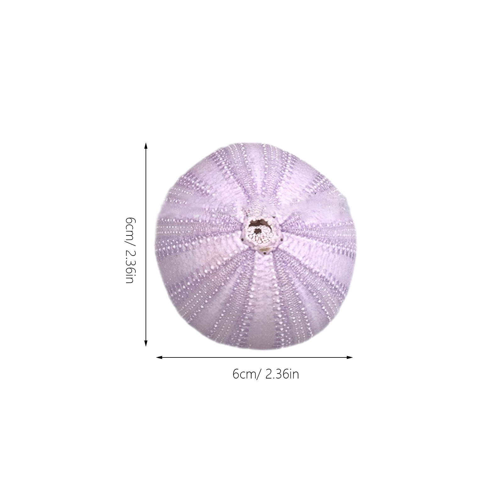 6Pcs Sea Urchin Shell Decor Na - Aquarium Planted Fish Tank 评论和价格